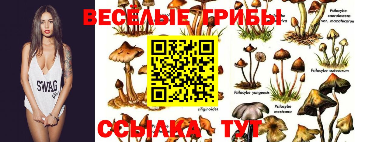 Псилоцибиновые грибы Magic Shrooms  Галлюциногенные грибы Psilocybe  Вход с VPN  Кемерово 